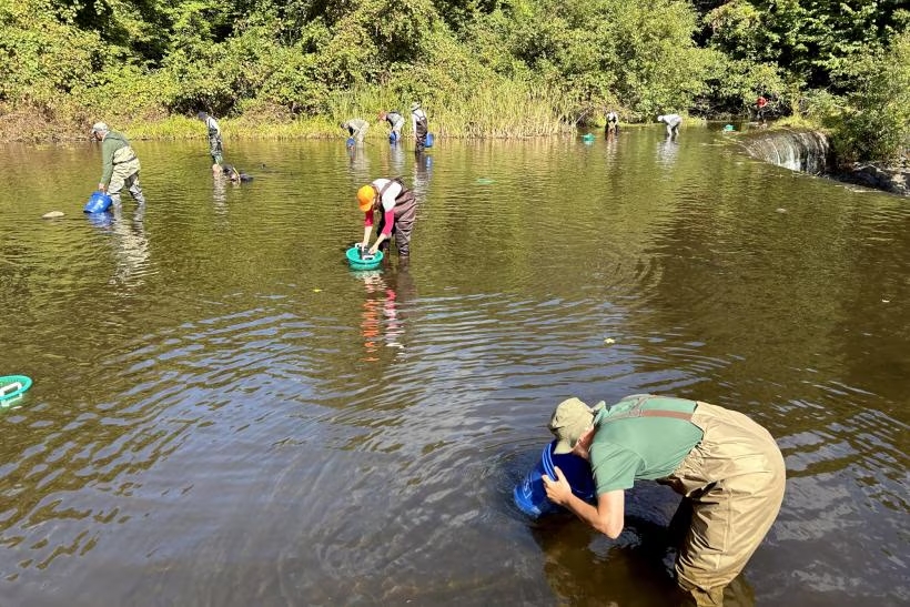 Quinapoxet-river-mussel-moving-by-JGould