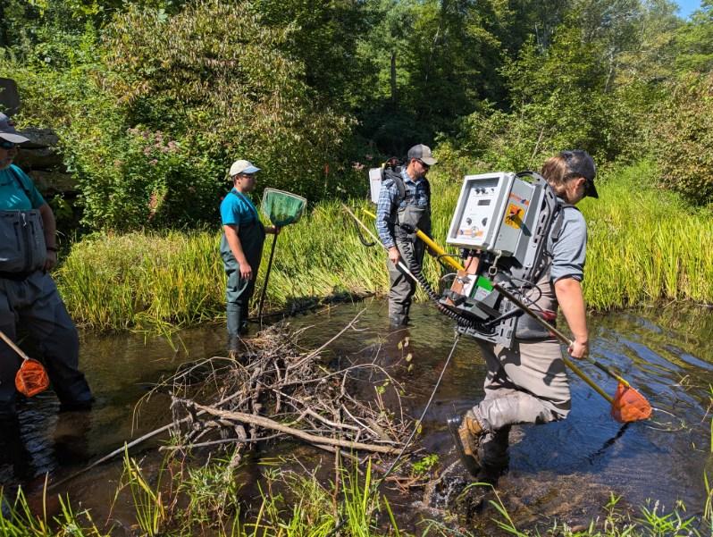 trout_unlimited-quinapoxet_fish_count-20240922 (1)
